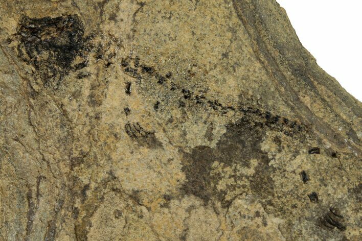 Permian Amphibian (Branchiosaur) Fossil - Germany #264882